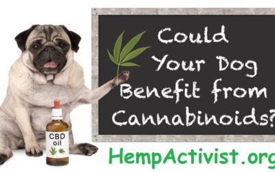 Benefits of CBD Oil for Pets