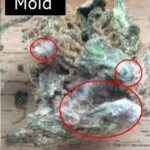Pesticides in CBD from Mold